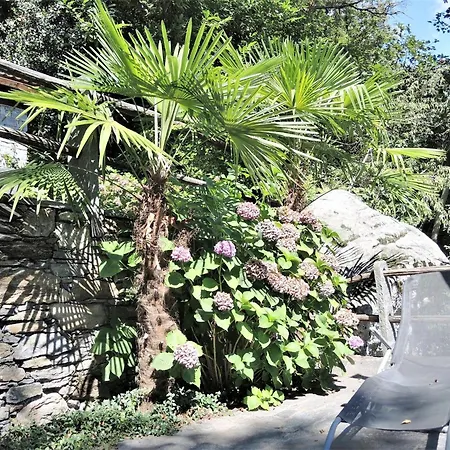 Rustico Gatto By Fewotessin *